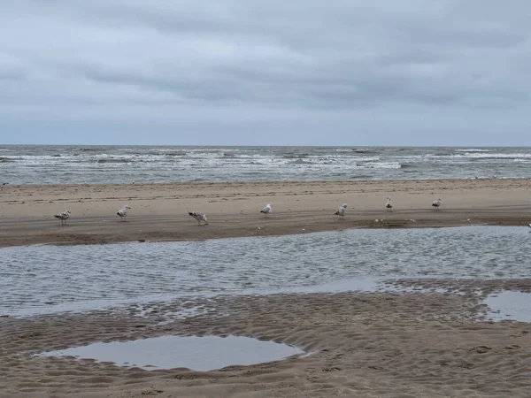 砂の上に白いかわいい鳥が立っているビーチで暗い朝 — ストック写真
