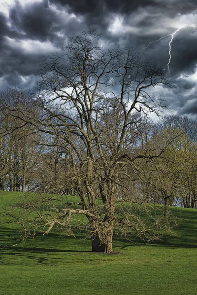 Una Hermosa Vista Los Árboles Que Crecen Campo Sombrío Día — Foto de Stock