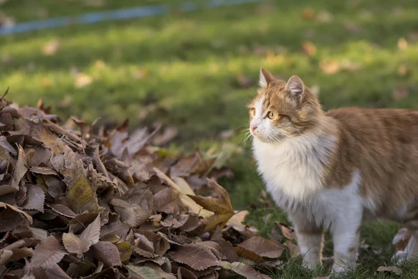 공원의 귀여운 고양이 — 스톡 사진