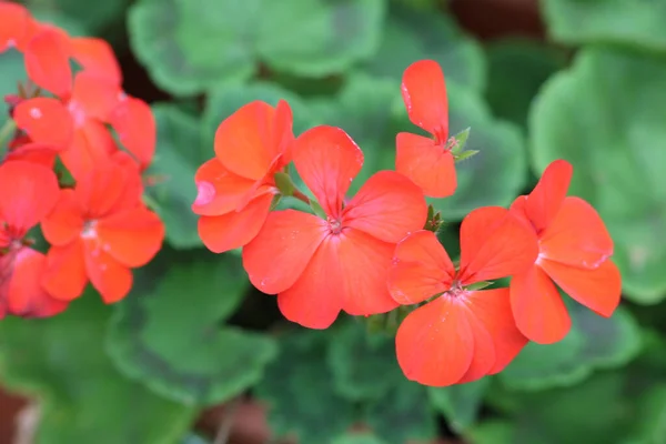 Selektywne Ujęcie Ogniskowe Czerwonego Pelargonium — Zdjęcie stockowe