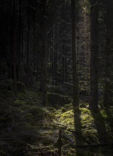 Vertikal Bild Skog Täckt Grönska Och Stenar Perfekt För Kusliga — Stockfoto