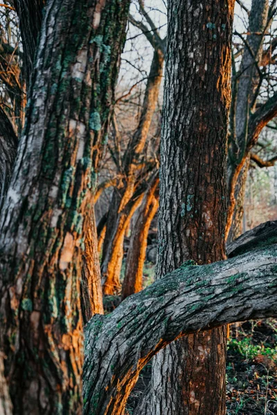 Vertical Shot Tree Trunks Sunrays Sunset — Stock Photo, Image