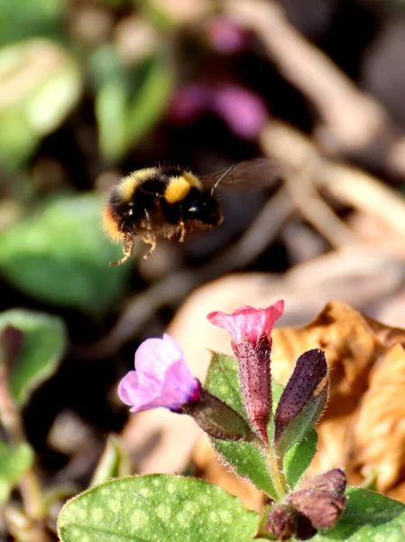 Egy Függőleges Lövés Egy Méhről Amint Virágport Gyűjt Egy Virágból — Stock Fotó