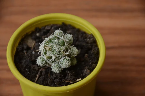 Plan Angle Élevé Pot Petites Plantes Cactus Sur Sol Stratifié — Photo