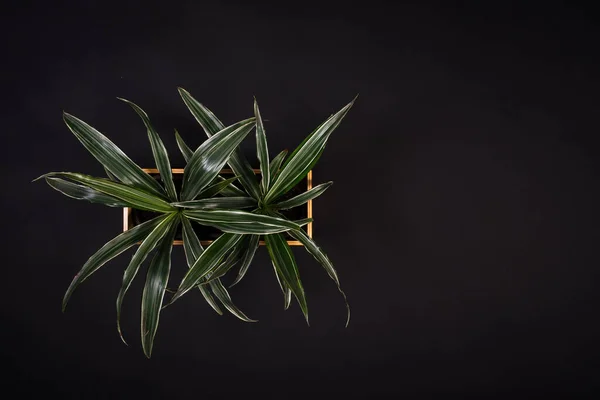 Siyah Arka Planda Izole Edilmiş Bir Dracaena Bitkisinin Üst Görüntüsü — Stok fotoğraf