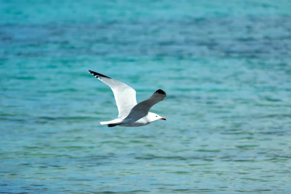 Una Vista Del Gabbiano Audouin Che Libra Sul Mare Pacifico — Foto Stock