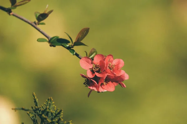 Detailní Záběr Růžových Květů Jaře — Stock fotografie