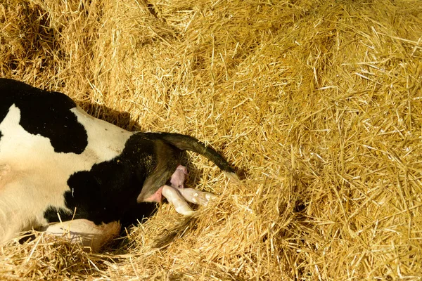 Egy Vízszintes Lövés Egy Szalmán Fekvő Életet Adó Holstein Tehénről — Stock Fotó