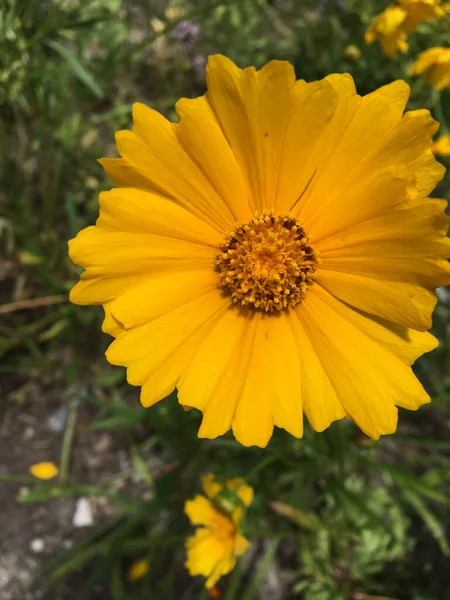 Colpo Verticale Coreopsis Lancia Foglia Giardino Sotto Luce Del Sole — Foto Stock