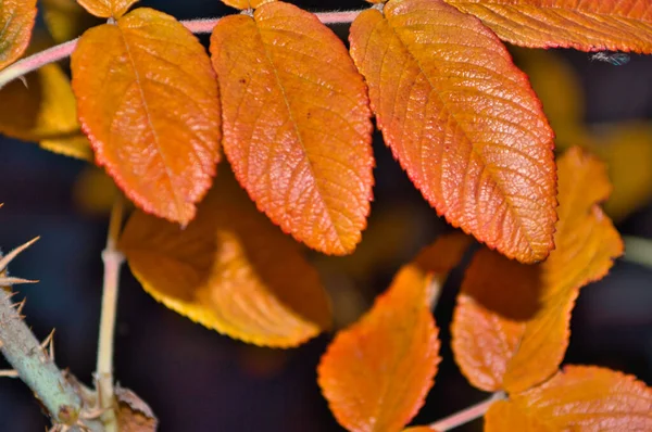 秋のオレンジの葉の閉鎖 — ストック写真