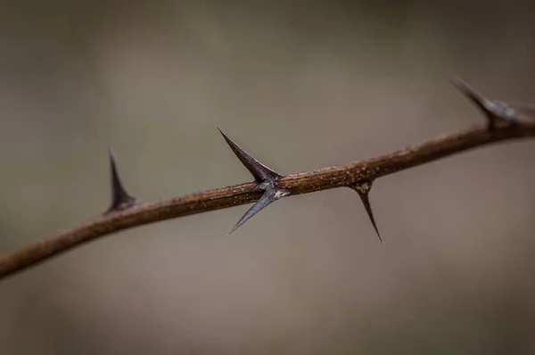Ein Weicher Fokus Eines Stacheligen Zweiges Einer Holzigen Pflanze — Stockfoto