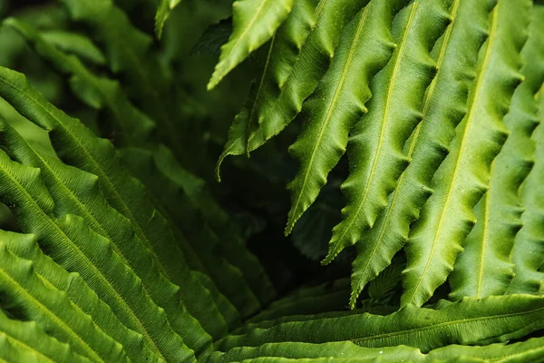 Tiro Close Folhas Verdes Uma Planta Samambaia Fundo Escuro — Fotografia de Stock