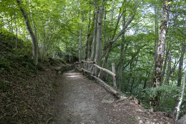 絵のように美しい静かな森の中の歩道 — ストック写真