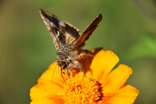 Uma Bela Vista Macro Uma Borboleta Marrom Branca Flor Amarela — Fotografia de Stock