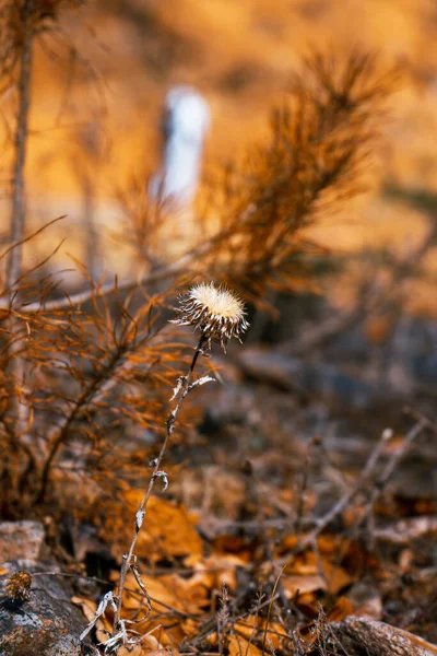 Een Verticaal Schot Van Een Distel Een Veld — Stockfoto