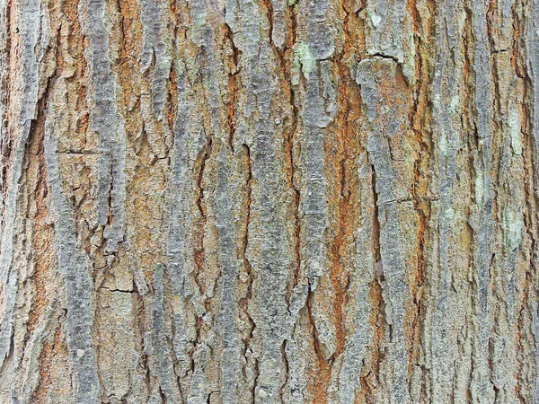 木の樹皮の質感のクローズアップショット — ストック写真