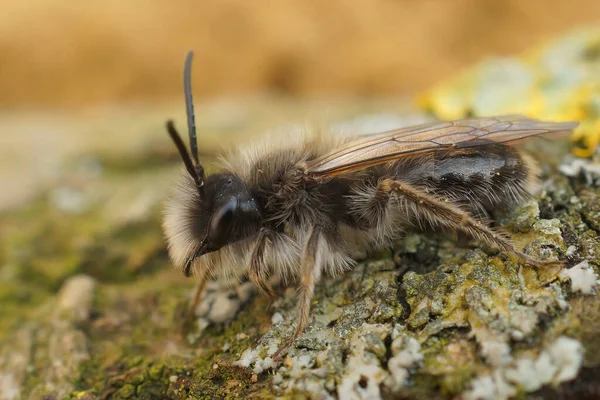 Eine Nahaufnahme Einer Vom Aussterben Bedrohten Bergbaubiene Andrena Nycthemera — Stockfoto