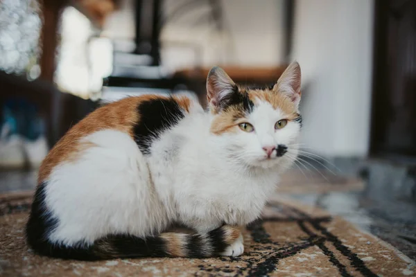 Tiro Foco Seletivo Gato Colorido Com Manchas Sentadas Tapete Olhando — Fotografia de Stock