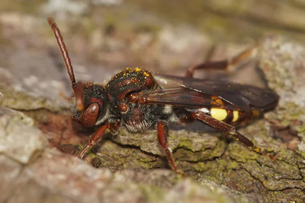 Closeup Shot Nomada Panzeri Bee Wooden Surface — Stock Photo, Image