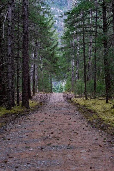 Plan Vertical Sentier Pédestre Dans Forêt — Photo