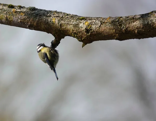 Closeup Shot Great Tit Bird Perched Branch — Foto de Stock