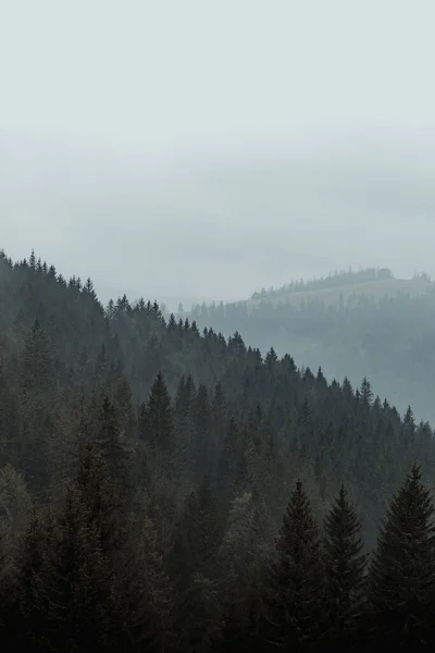 Vertikální Záběr Borovic Zamlženém Lese — Stock fotografie