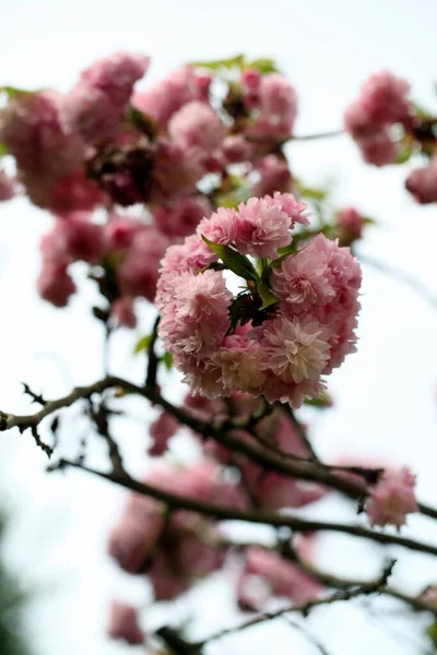 在模糊的背景下 樱花在树枝上的选择性聚焦点 — 图库照片