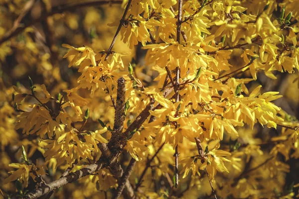 Μια Κοντινή Φωτογραφία Κίτρινα Λουλούδια Φορσύθια Στο Δέντρο — Φωτογραφία Αρχείου