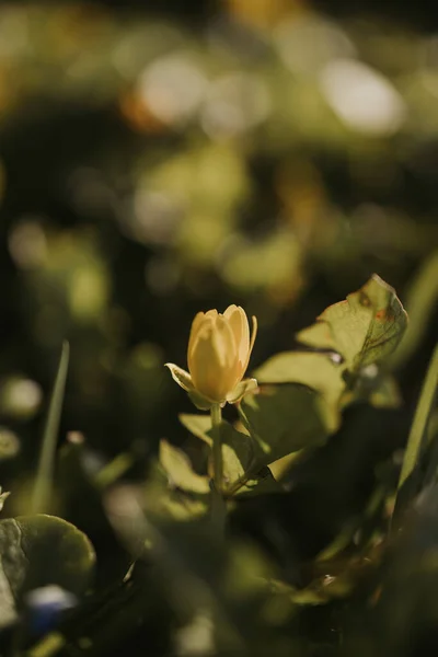 Colpo Verticale Fiore Giallo Solitario Con Foglie Esso Prato Dorato — Foto Stock