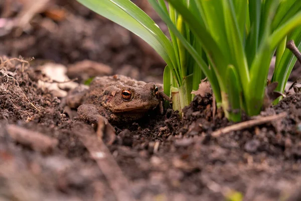 Plan Rapproché Une Grenouille Sol — Photo