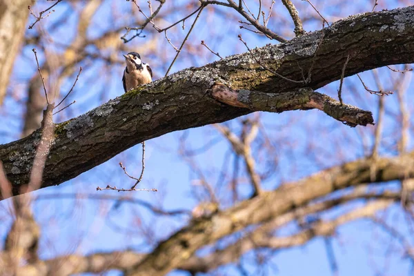 裸の木の枝に鳥の選択的ショット — ストック写真