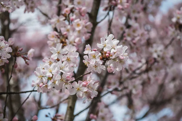 Bir Ağaçtaki Pembe Kiraz Çiçeklerinin Yumuşak Odağı Baharın Bir Göstergesi — Stok fotoğraf