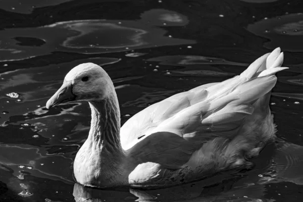 Grayscale Shot White Goose Swimming Wavy Water — Stock Photo, Image