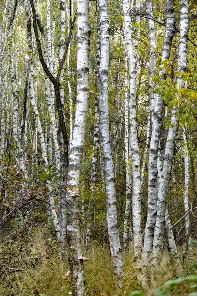 Een Berkenbos Bij Het Bos Overdag — Stockfoto