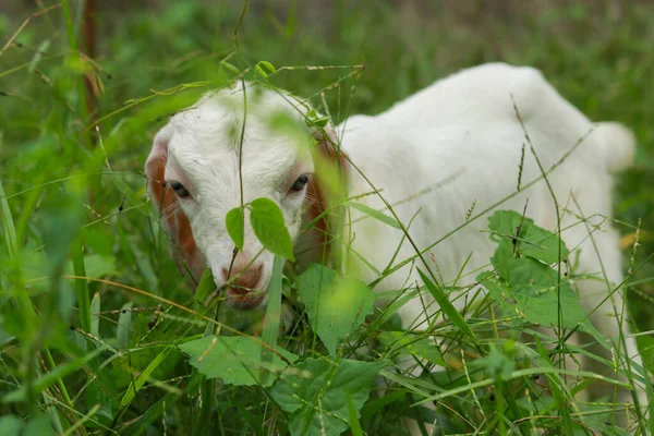 Mignon Petit Bébé Chèvre Pâturant Dans Une Prairie Verte — Photo