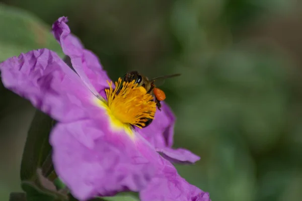 Včela Sbírající Nektar Růžové Květy Růže — Stock fotografie
