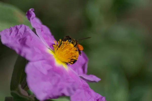 Ape Che Raccoglie Nettare Fiore Rosa Rosa Roccia — Foto Stock