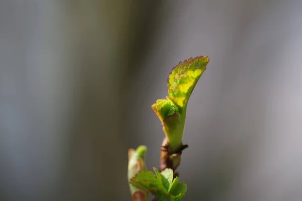 Närbild Ett Blommande Träd Ett Fält Solljuset Med Suddig Bakgrund — Stockfoto