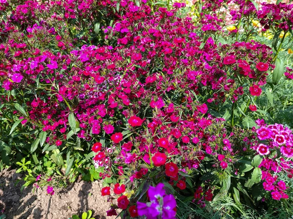 Lindas Flores Roxas Cultivadas Parque — Fotografia de Stock