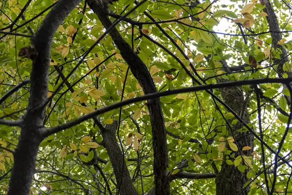 Nízký Úhel Záběru Zelených Žlutých Listů Stromě — Stock fotografie