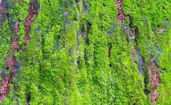 一张绿色苔藓的特写照片 — 图库照片