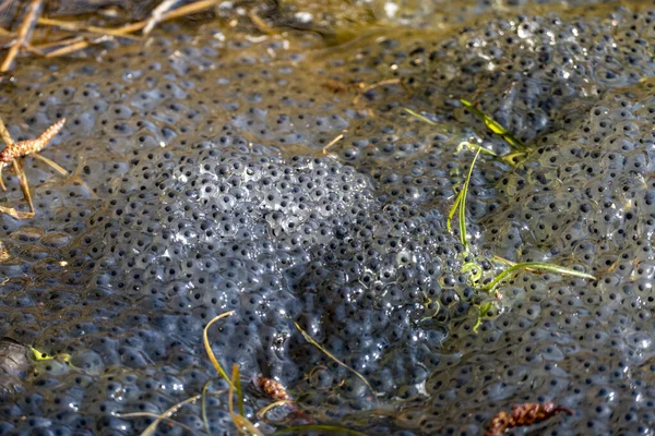 Tiro Baixo Ângulo Caviar Água — Fotografia de Stock