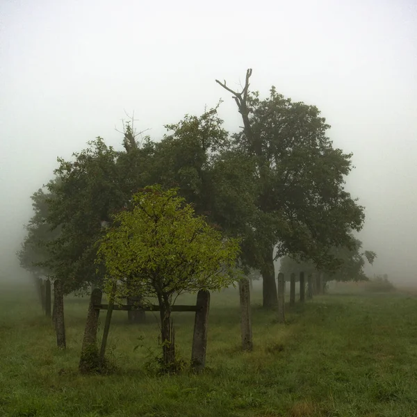 Містичний Знімок Групи Свіжих Зелених Дерев Тлі Густого Похмурого Туману — стокове фото