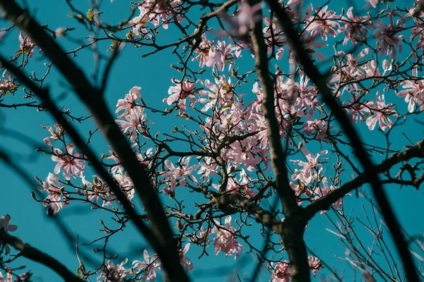 Gros Plan Magnifiques Magnolias Roses Poussant Sur Arbre — Photo