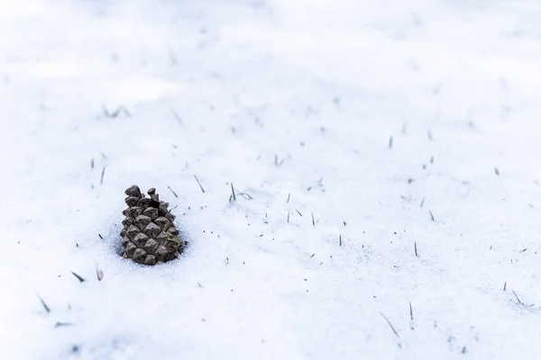 Pojedynczy Stożek Sosnowy Śnieżnej Ziemi Miejscem Tekst — Zdjęcie stockowe