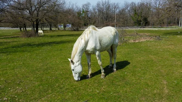 Een Prachtig Uitzicht Huiselijke Witte Paarden Lopen Gratis Eten Een — Stockfoto