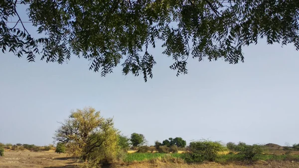 Uma Paisagem Campo Coberto Vegetação Sob Luz Solar Céu Azul — Fotografia de Stock