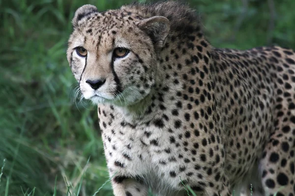 Närbild Vacker Gepard — Stockfoto