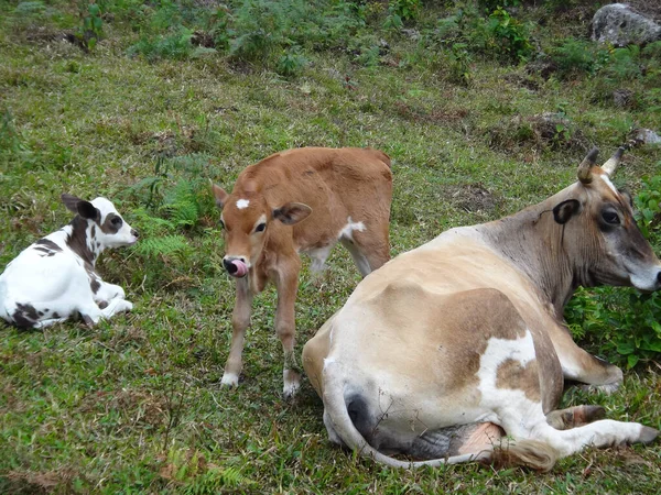 一头奶牛和小牛在草地上吃草的特写镜头 — 图库照片