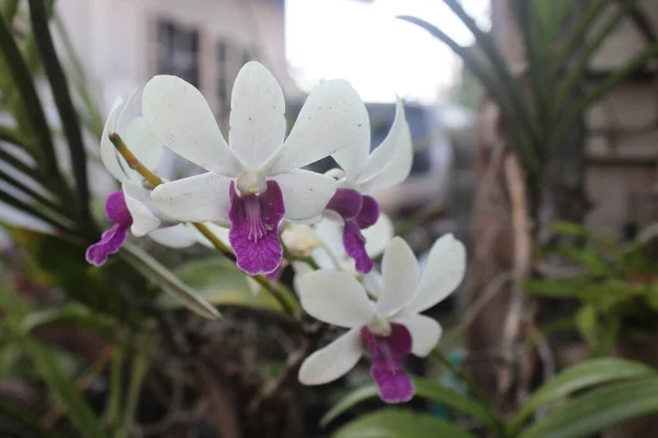 Orquídeas Brancas Bonitas Crescidas Jardim — Fotografia de Stock